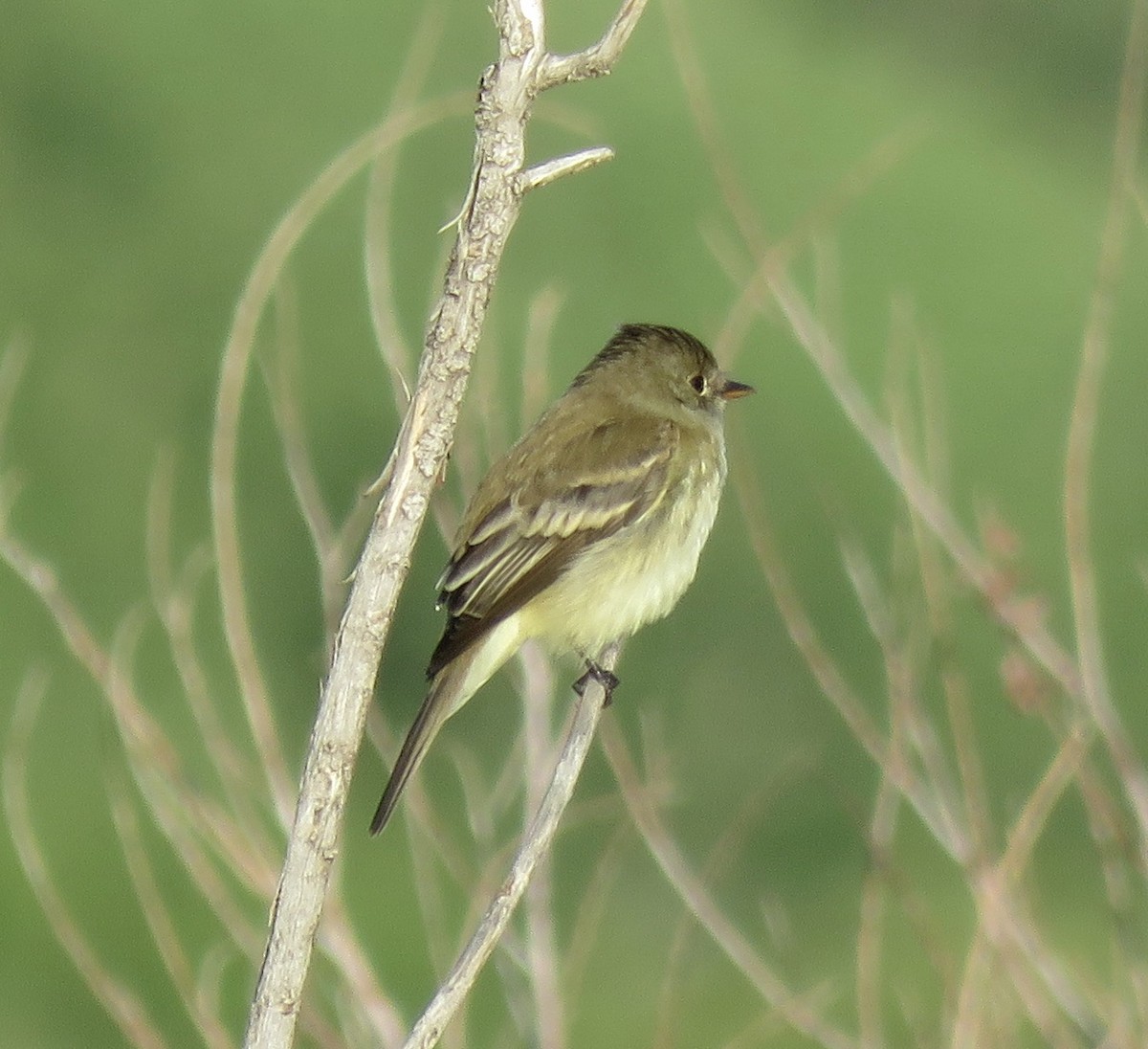 Willow Flycatcher - Stephen Heinrich