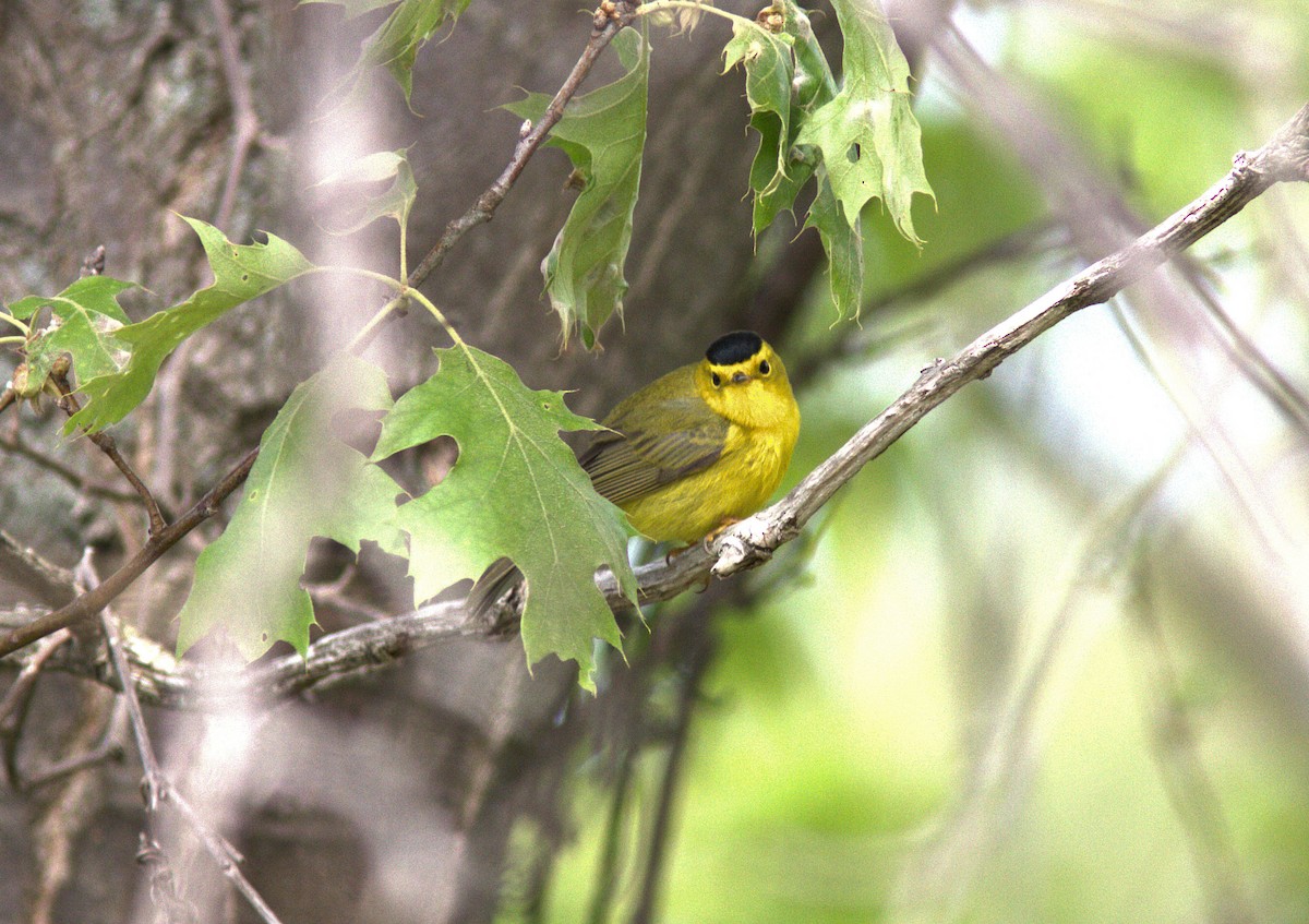 Wilson's Warbler - ML343426651
