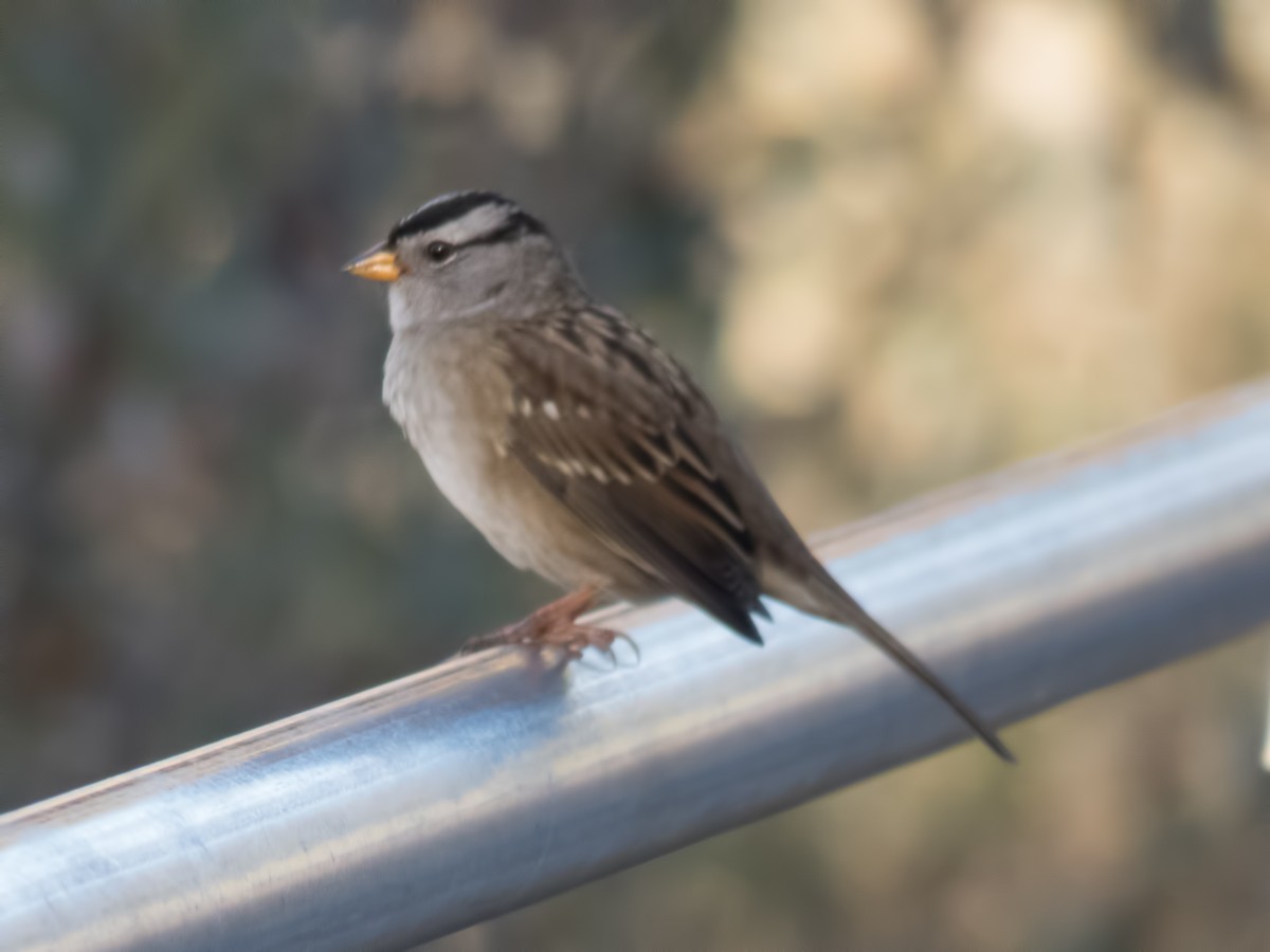 White-crowned Sparrow - ML34343051