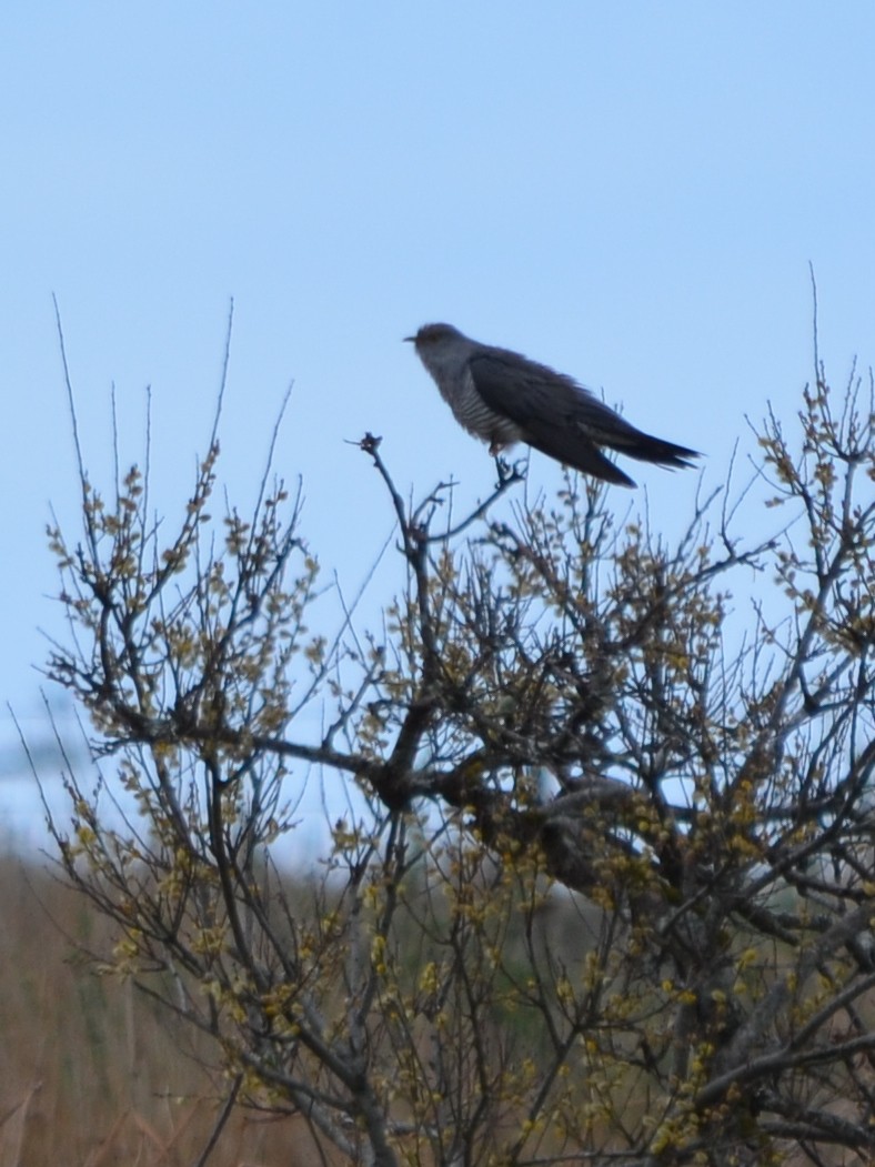 Common Cuckoo - ML343431401