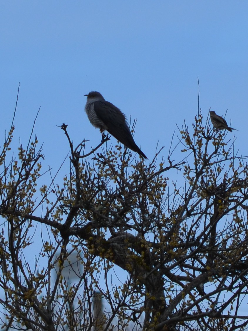 Coucou gris - ML343431431