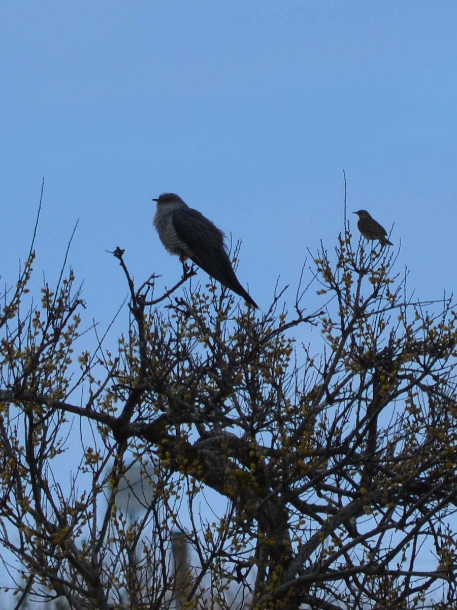 Common Cuckoo - ML343431451