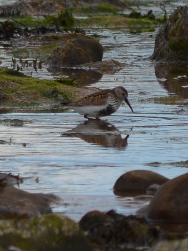 Dunlin - ML343431881