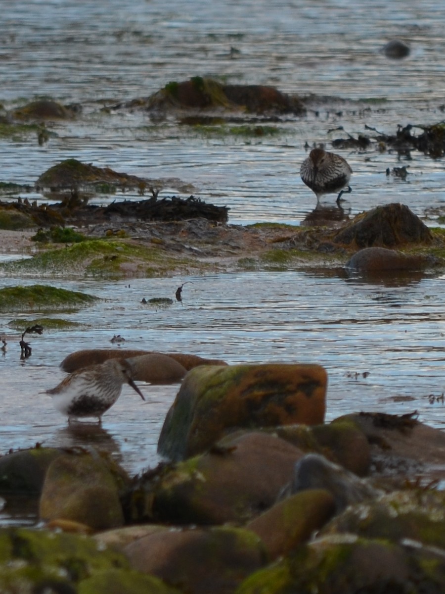 Dunlin - ML343432021