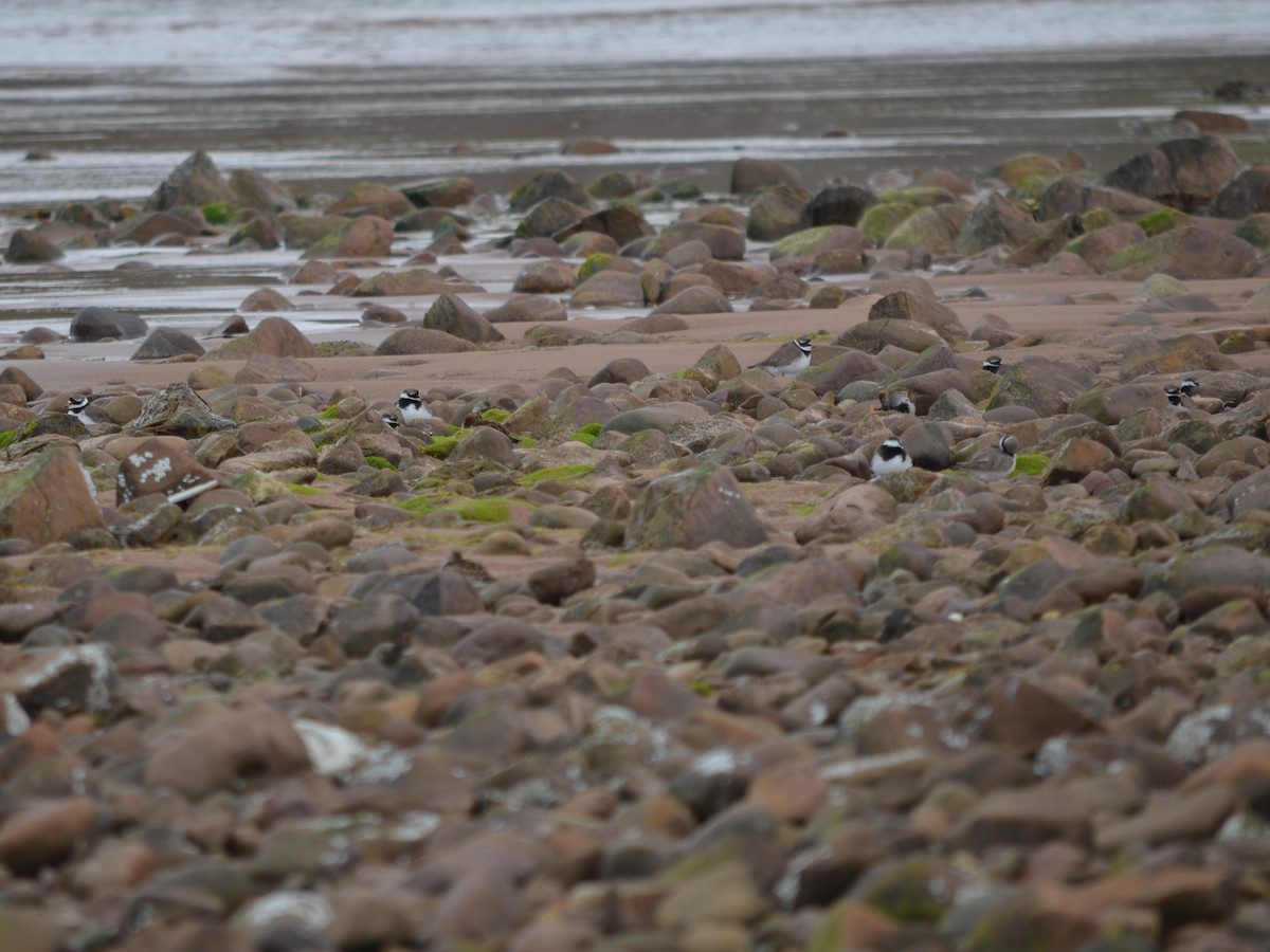 Common Ringed Plover - ML343432241