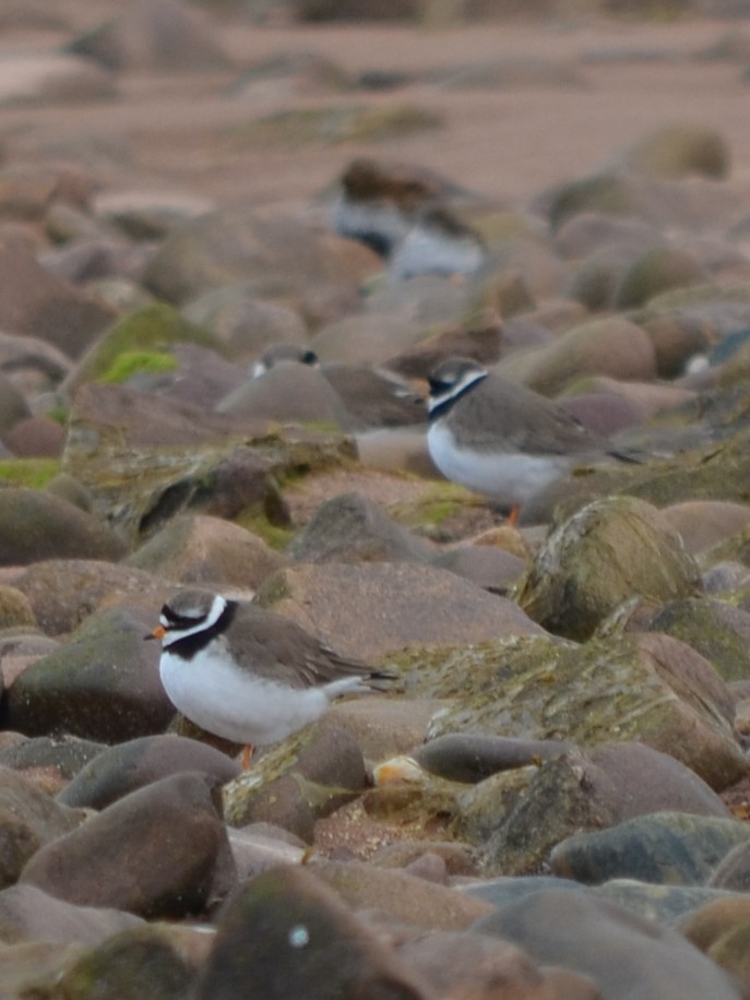 Common Ringed Plover - ML343432301