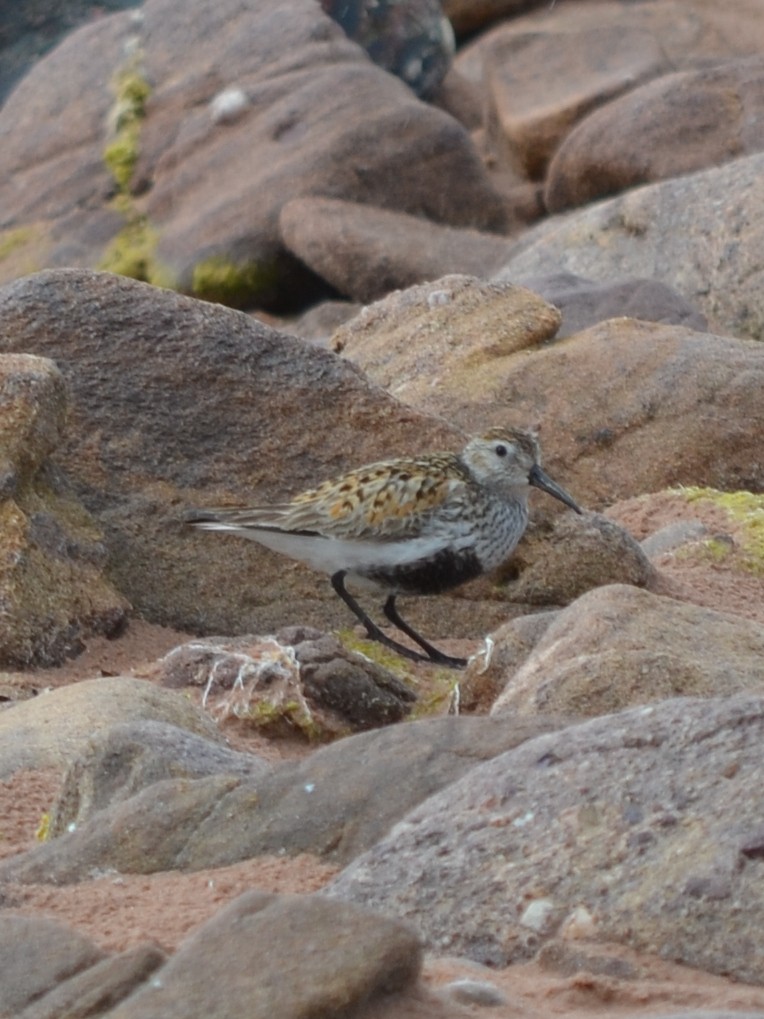 Dunlin - ML343432461