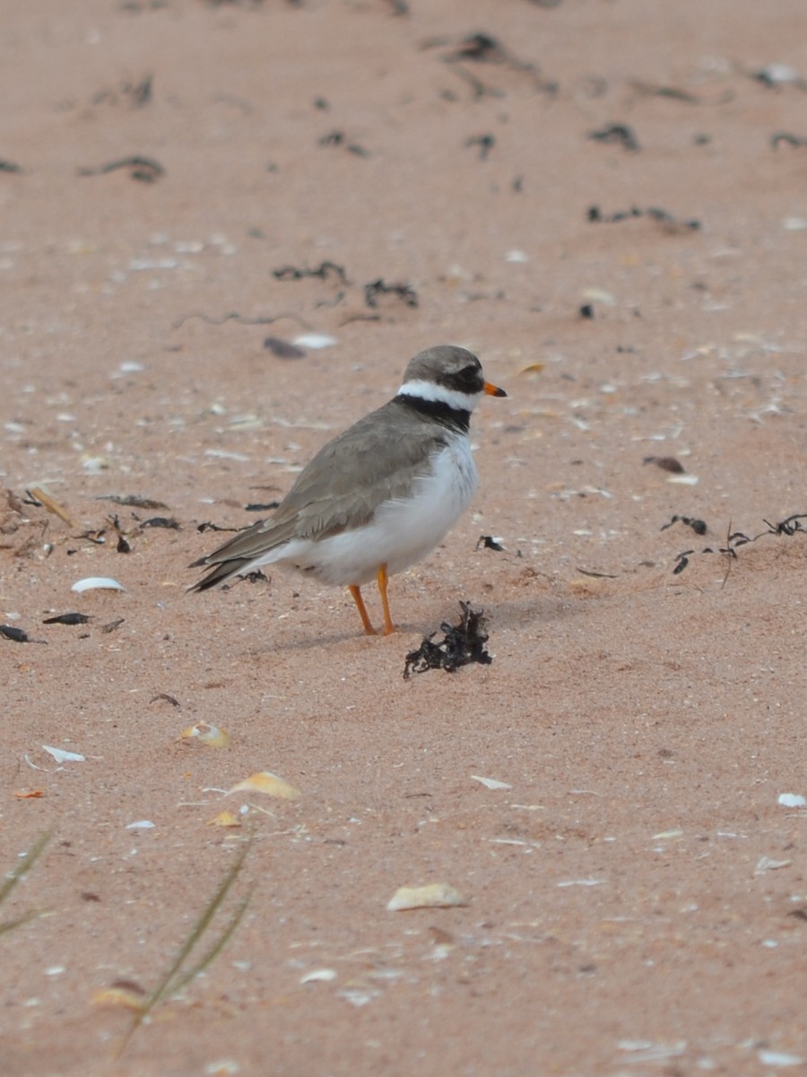 Common Ringed Plover - ML343432691