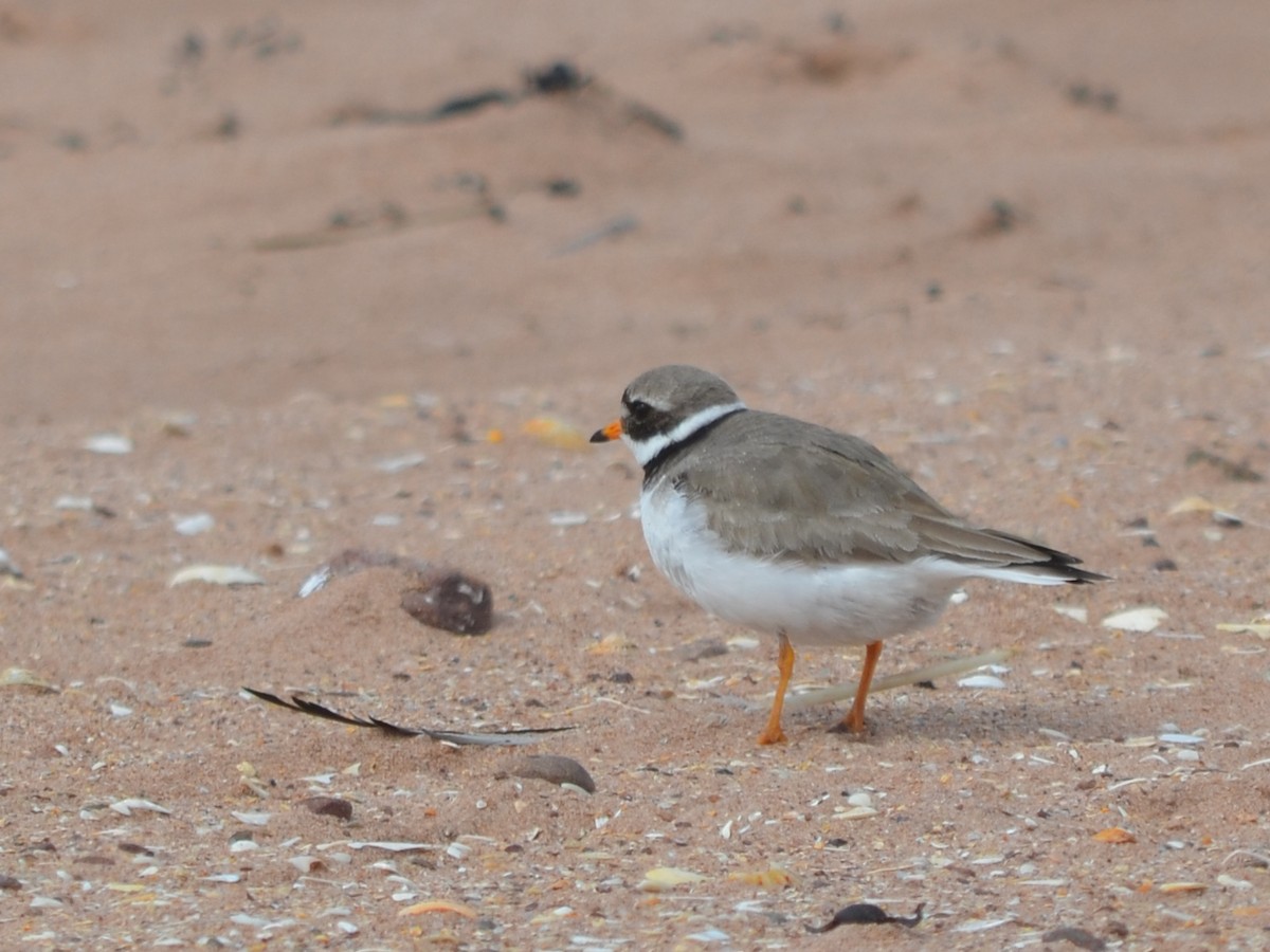 Common Ringed Plover - ML343432741