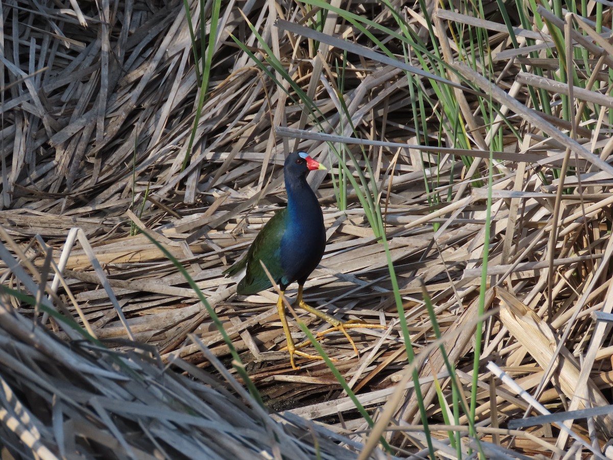 Purple Gallinule - ML343434551