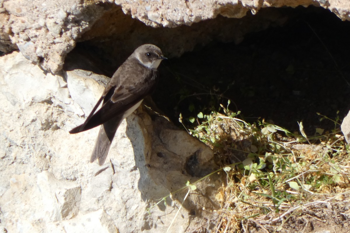 Эргийн хараацай - ML343435361