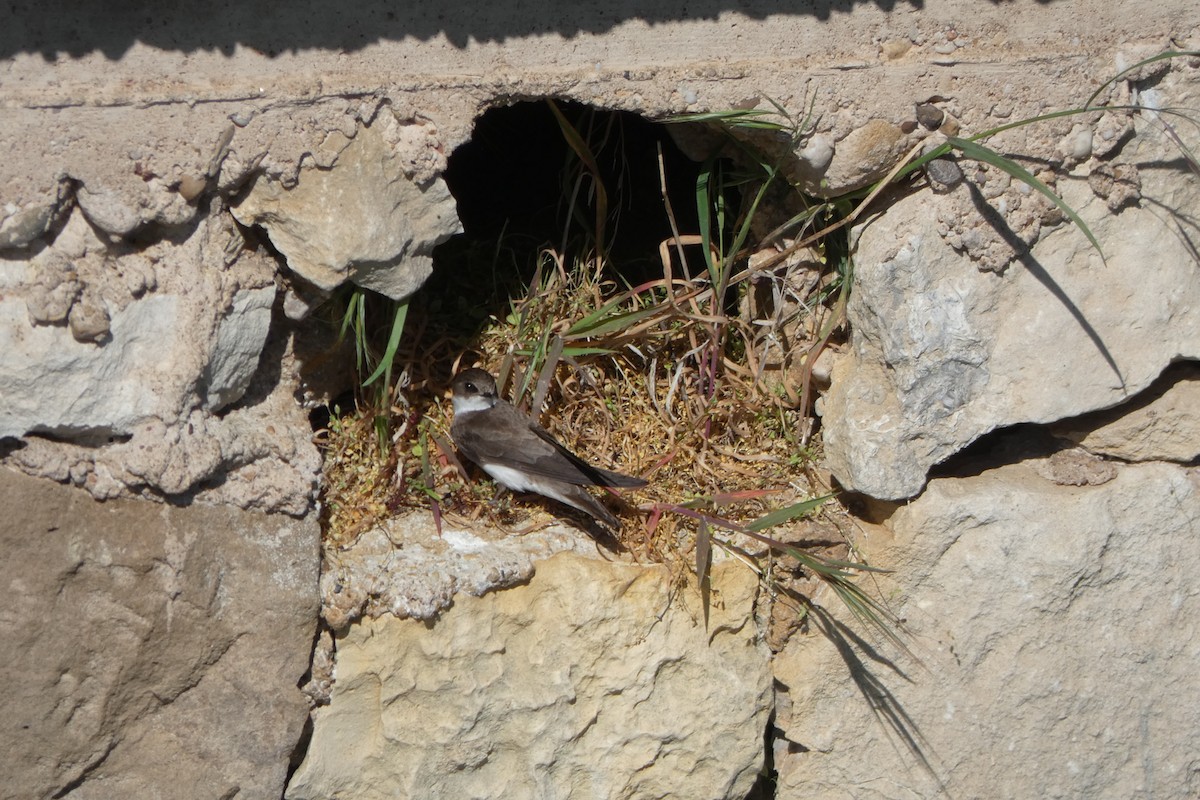 Эргийн хараацай - ML343435501