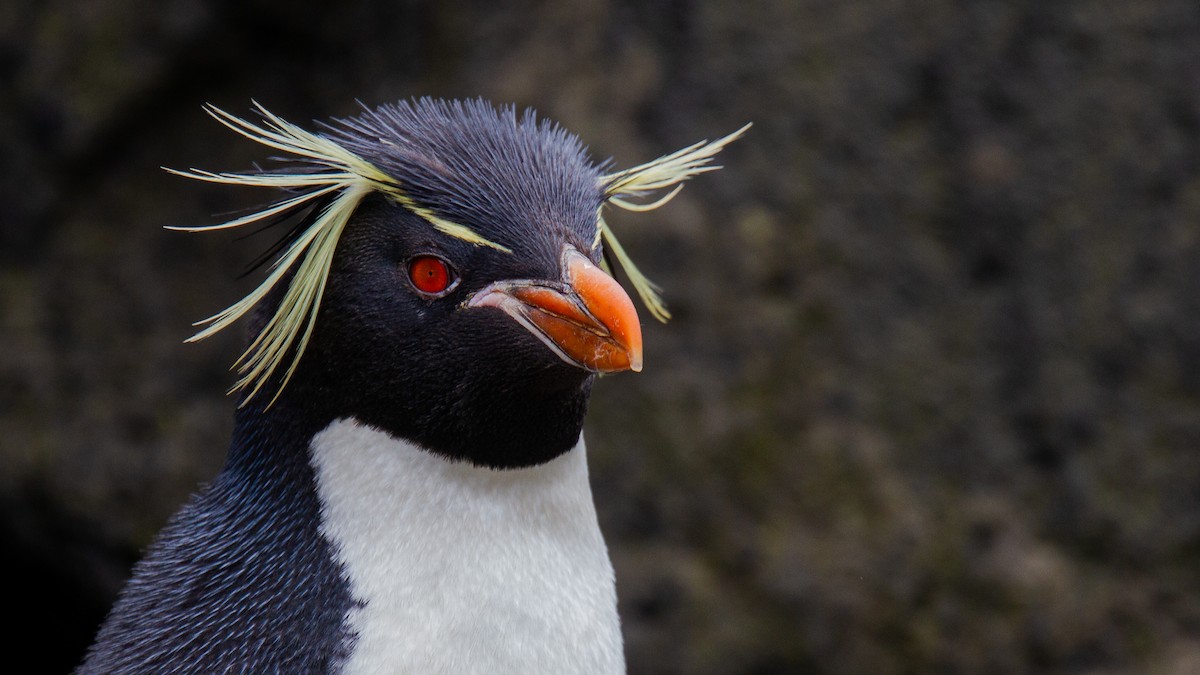 Pingüino Saltarrocas Meridional (filholi) - ML343435551