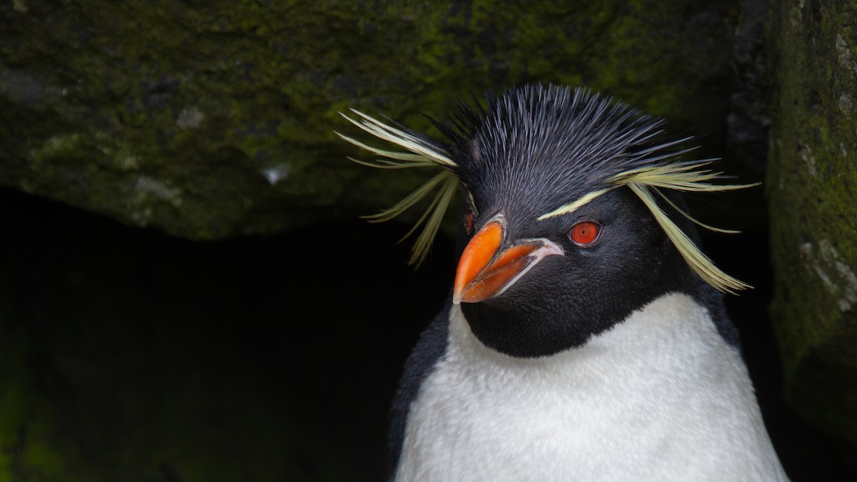 Pingüino Saltarrocas Meridional (filholi) - ML343435611