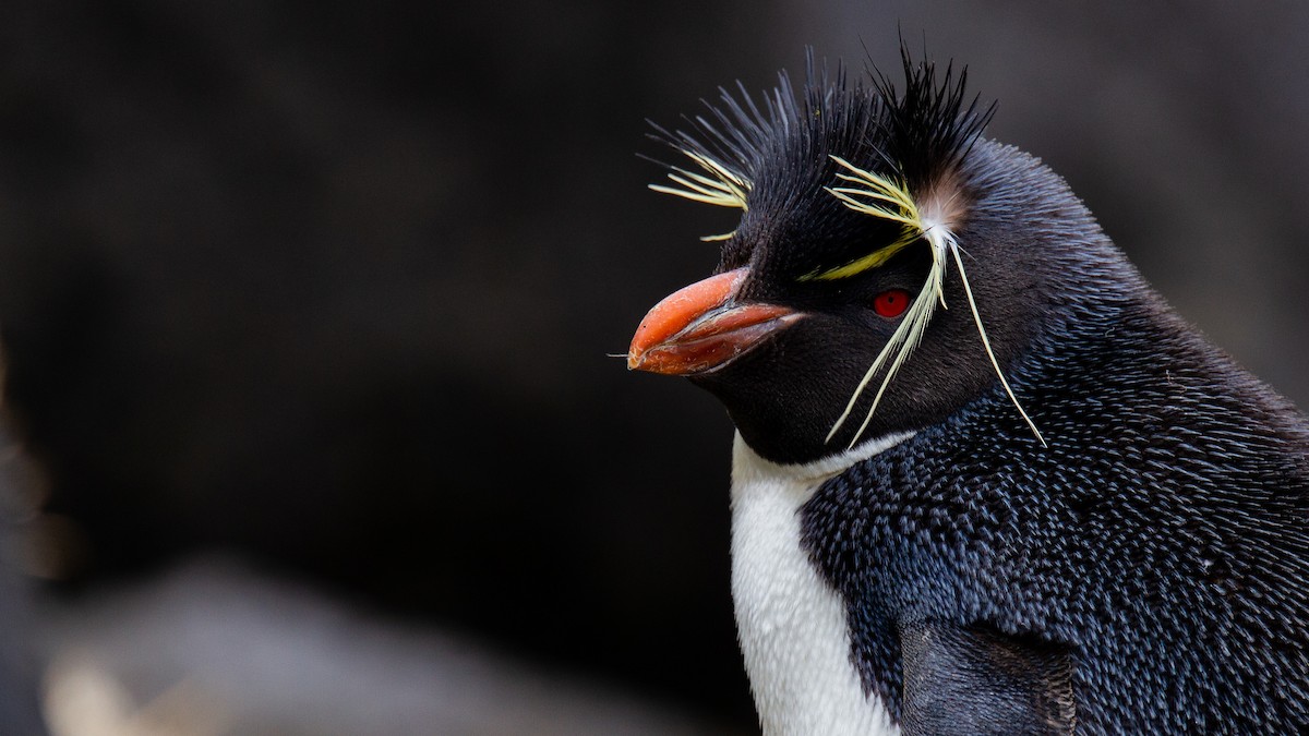 Pingüino Saltarrocas Meridional (filholi) - ML343435631