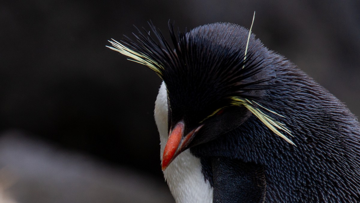 Southern Rockhopper Penguin (Eastern) - Robert Tizard