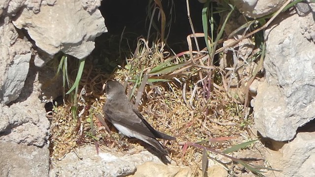 Эргийн хараацай - ML343435901