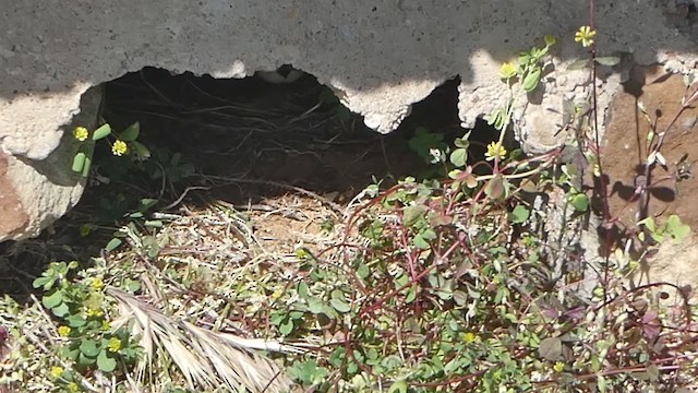 Эргийн хараацай - ML343436471