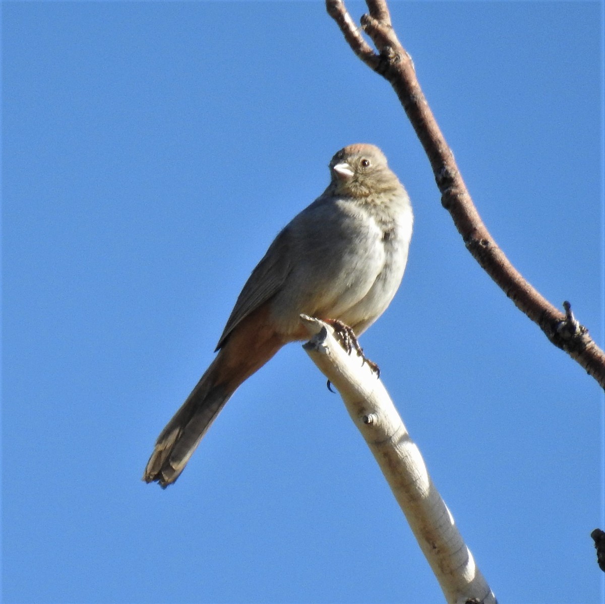 Canyon Towhee - ML343437651