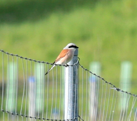 Red-backed Shrike - ML343438391