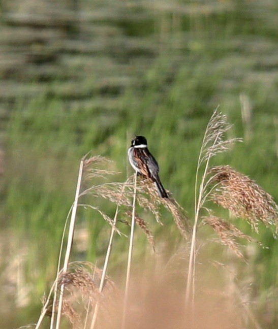 Reed Bunting - ML343438511