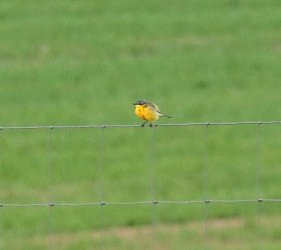 Western Yellow Wagtail - ML343438581