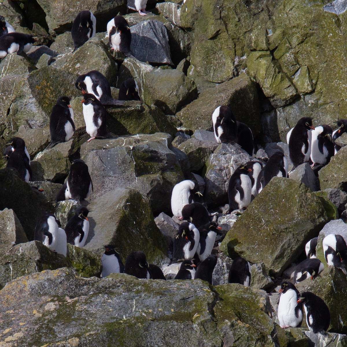 Pingüino Saltarrocas Meridional (filholi) - ML343439741