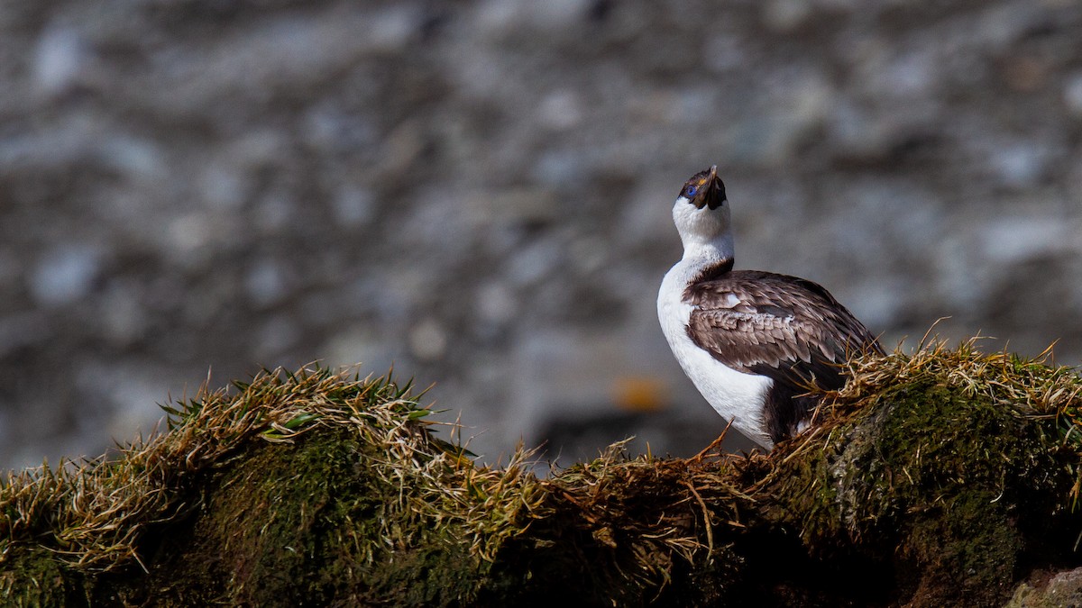 Cormorán de Heard - ML343439821