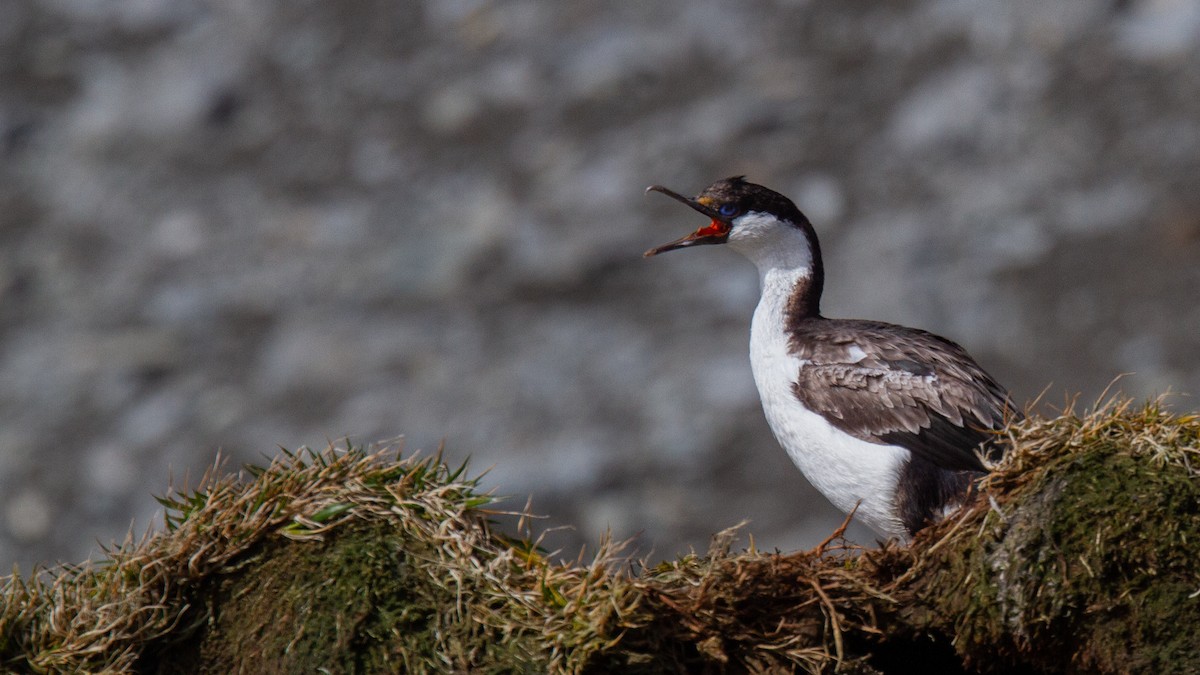 Cormorán de Heard - ML343439841