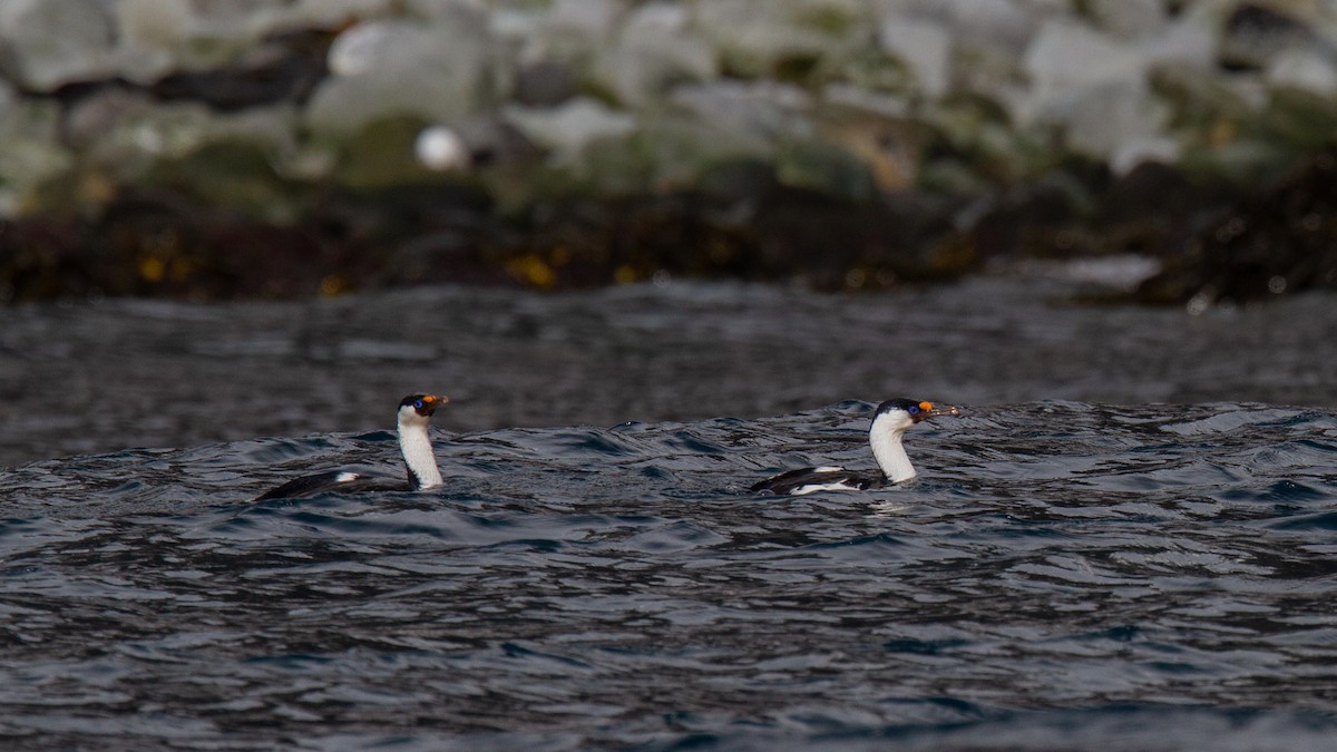 Cormorán de Heard - ML343440161