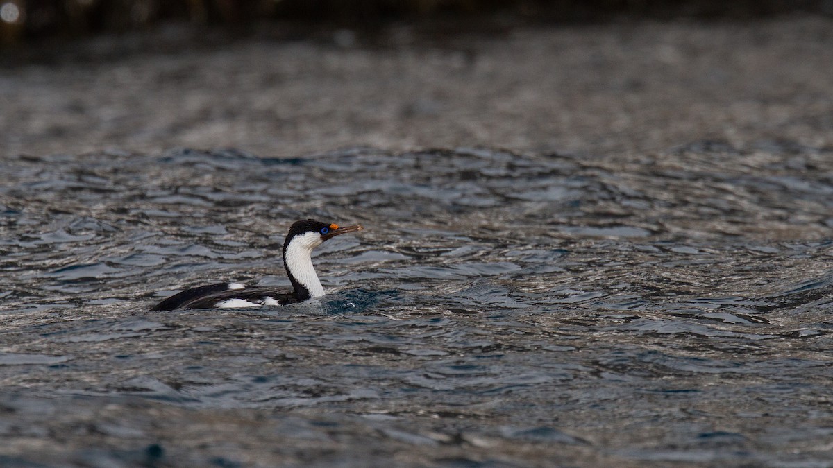 Cormorán de Heard - ML343440191