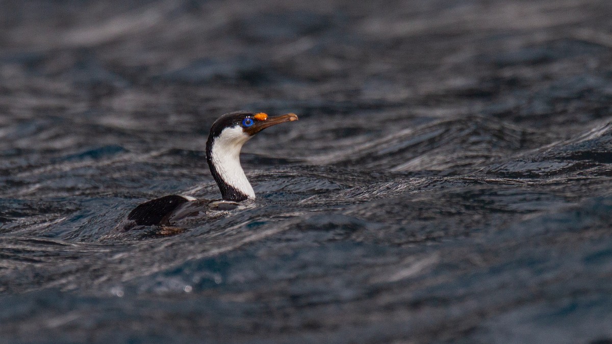 Heard Island Shag - ML343440201