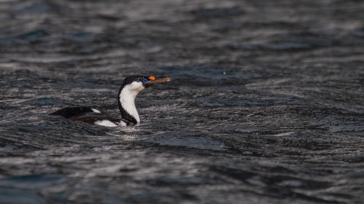 Cormorán de Heard - ML343440231