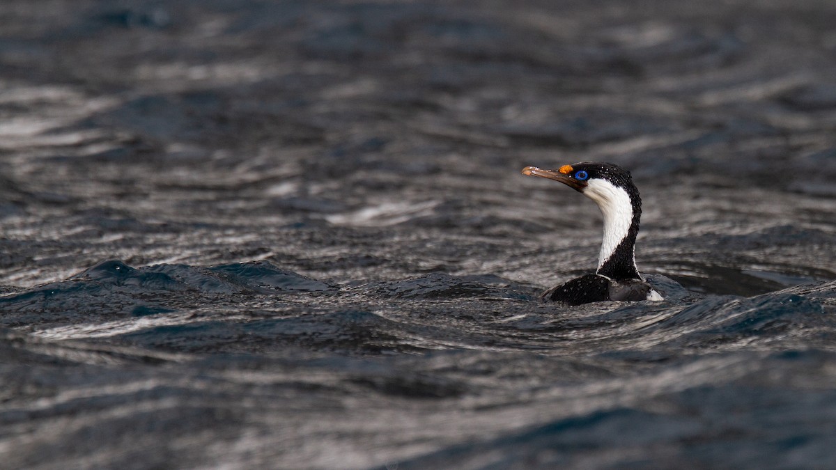 Heard Island Shag - Robert Tizard