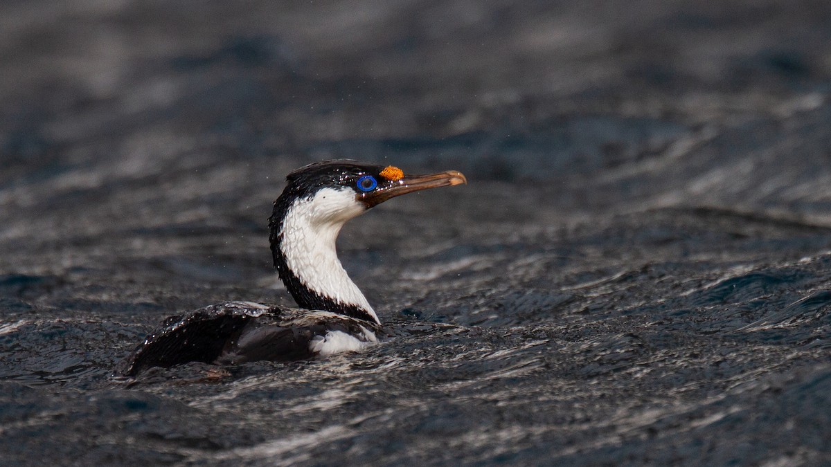 Heard Island Shag - ML343440281