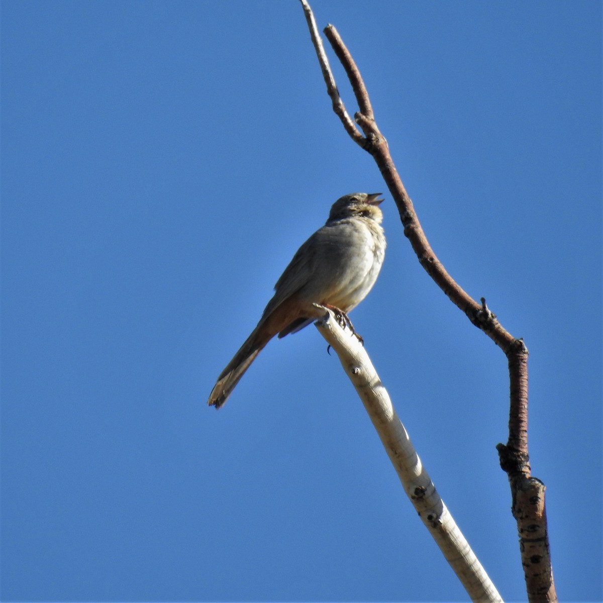 Canyon Towhee - ML343440441