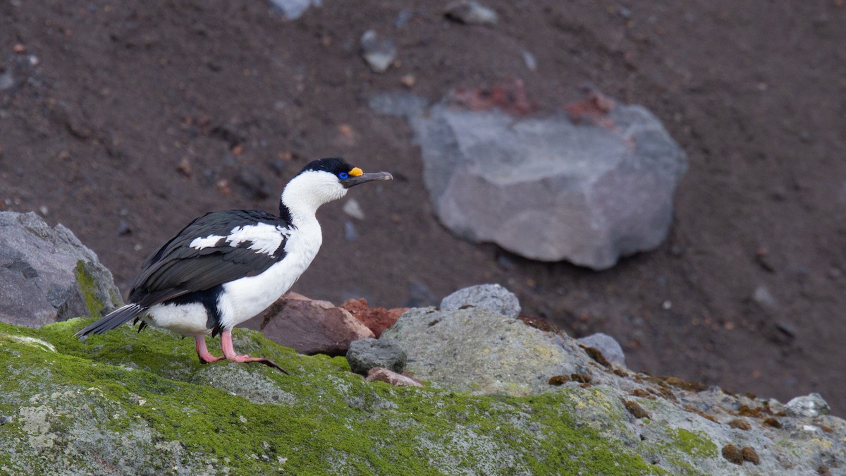 Heard Island Shag - Robert Tizard