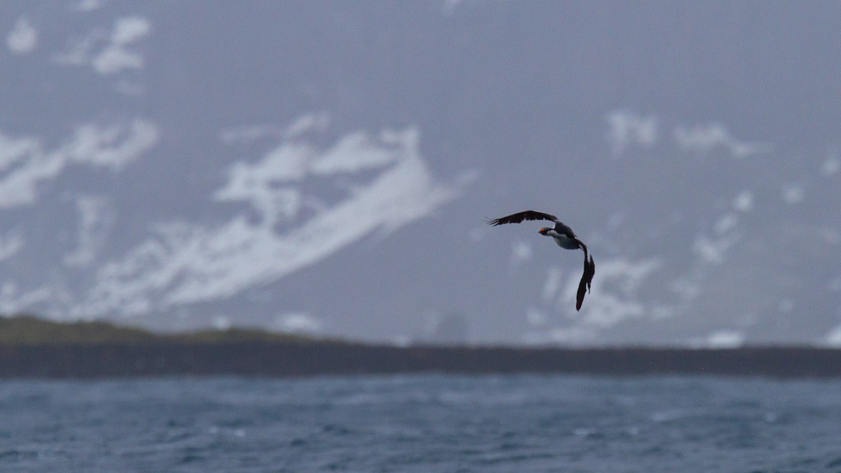 Cormorán de Heard - ML343441371