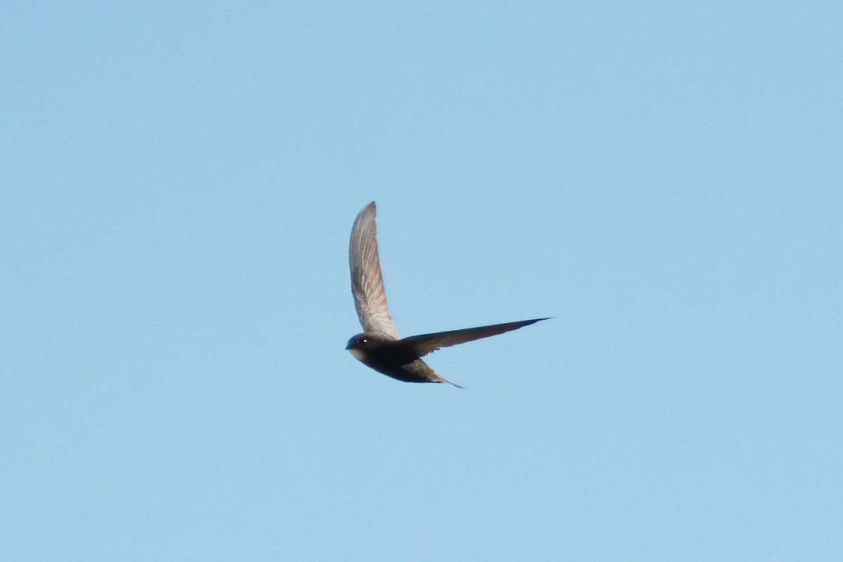 Common Swift - Ergün Cengiz