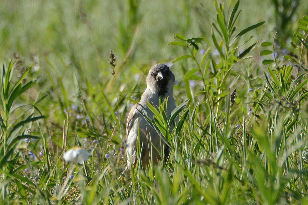Цасны божрог - ML343442071