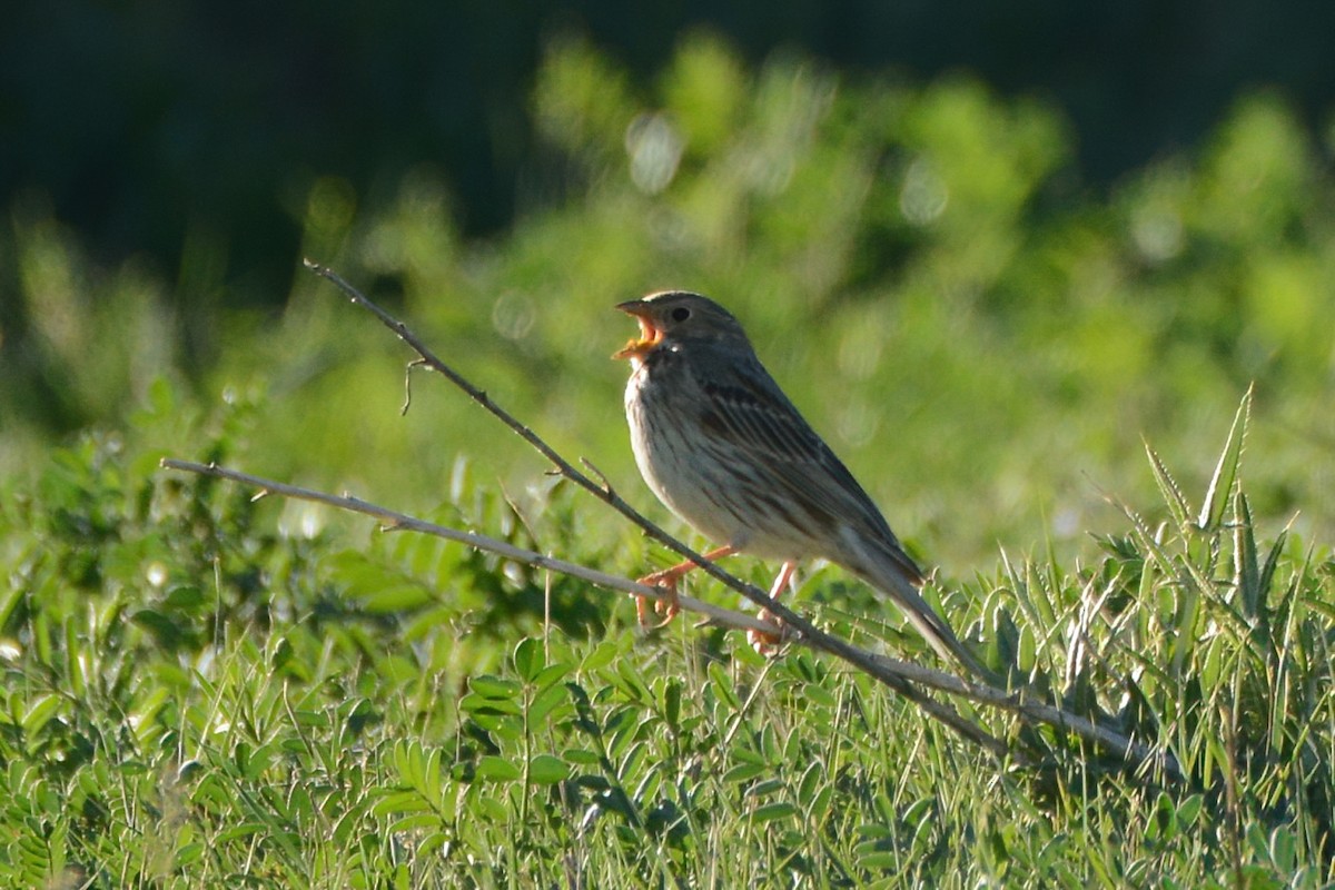 Corn Bunting - ML343442451