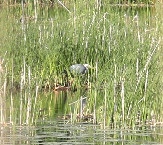 Gray Heron - ML343442651