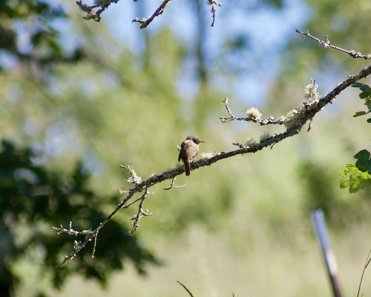 House Wren - ML343443601