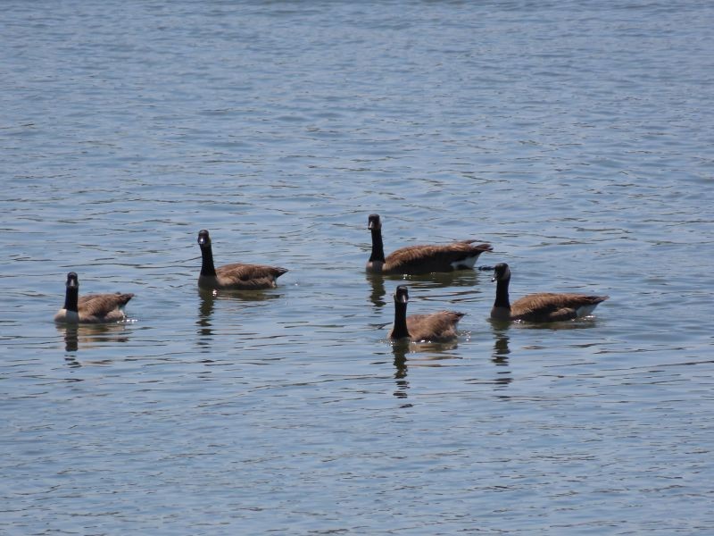 Canada Goose - ML343444971