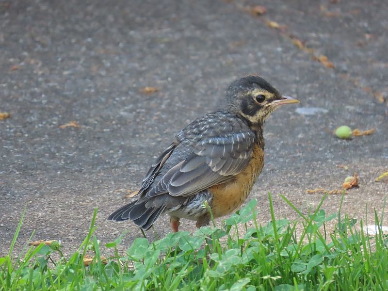 American Robin - ML343445451