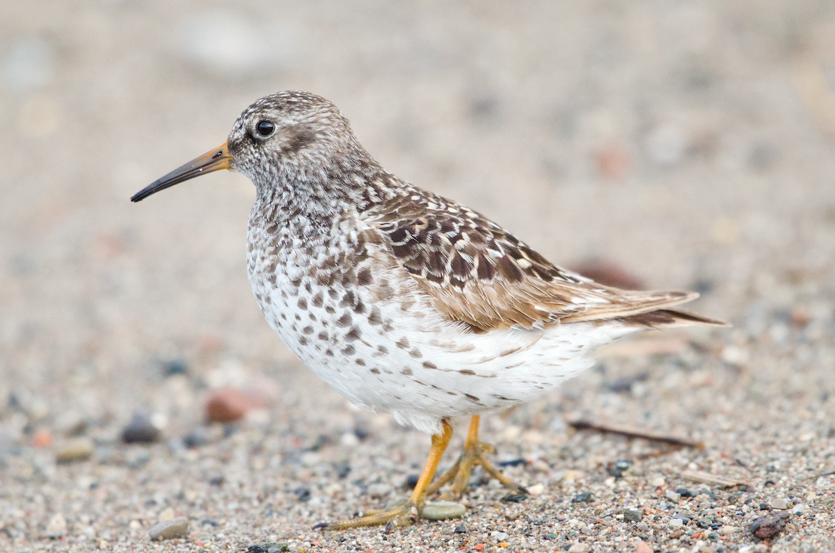 Purple Sandpiper - ML343446451