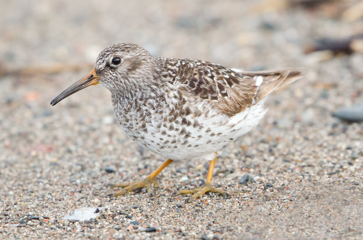 Purple Sandpiper - ML343446471