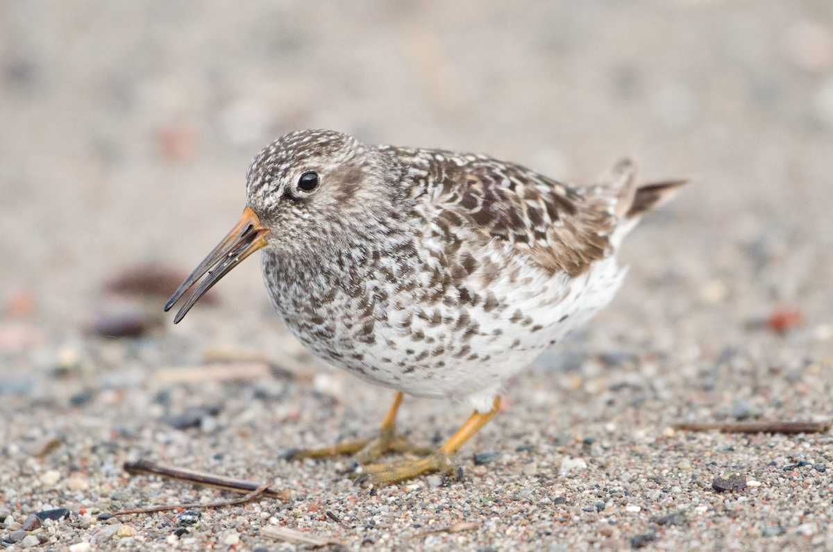 Purple Sandpiper - ML343446531
