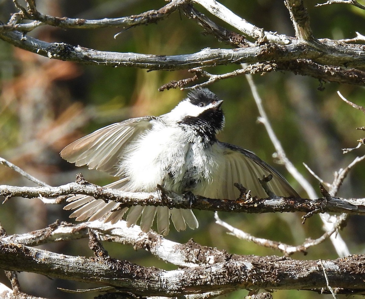 Black-capped Chickadee - Jan Thom