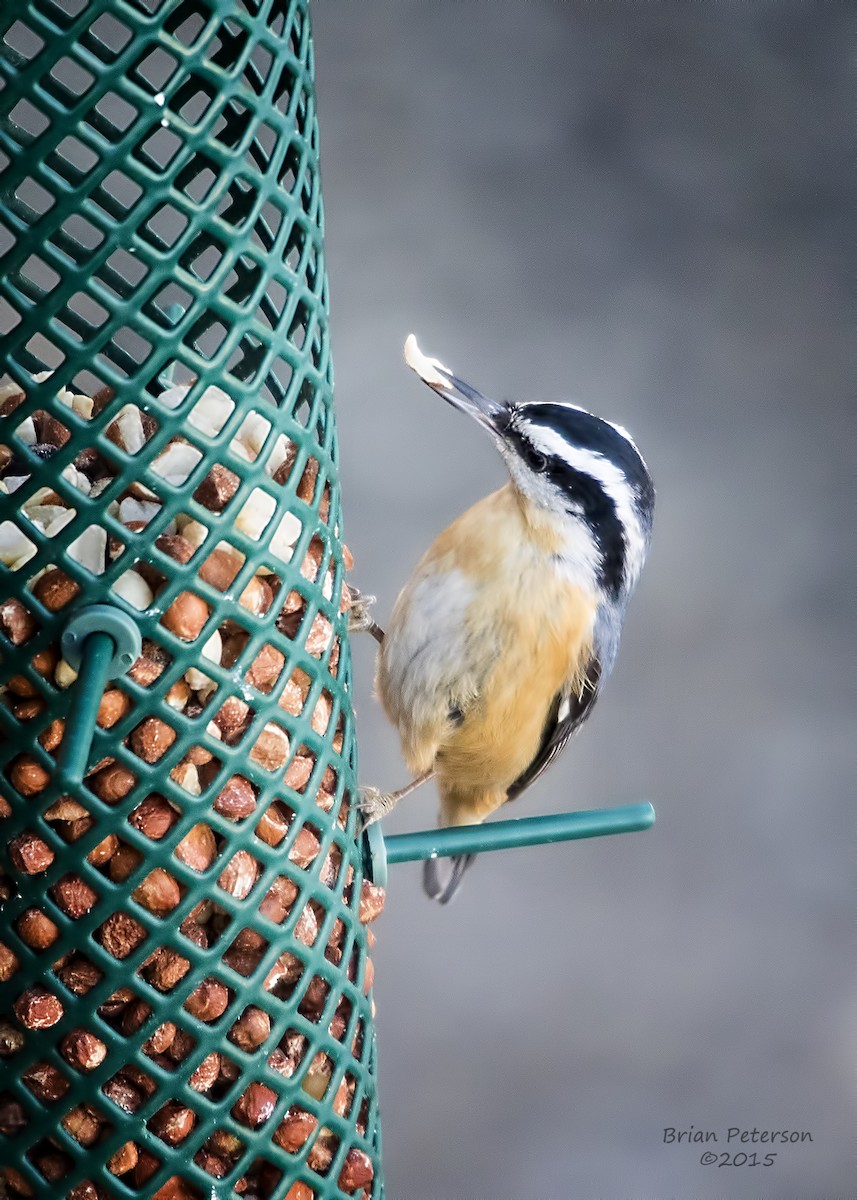 Red-breasted Nuthatch - ML34344861